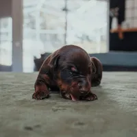 Obsidian Wildfire’s Vulcan, a male Doberman Pinscher for sale in Indianapolis, IN – 4 of 9