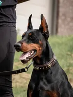Obsidian Wildfire’s Pyre, a female Doberman Pinscher for sale in Indianapolis, IN – 4 of 8