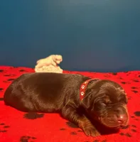 Obsidian Wildfire’s Tisiphone, a female Doberman Pinscher for sale in Indianapolis, IN – 3 of 10