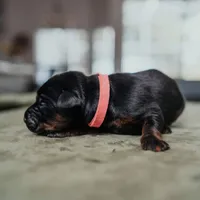 Obsidian Wildfire’s Pyre, a female Doberman Pinscher for sale in Indianapolis, IN – 2 of 8