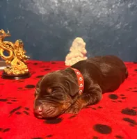 Obsidian Wildfire’s Tisiphone, a female Doberman Pinscher for sale in Indianapolis, IN – 2 of 10