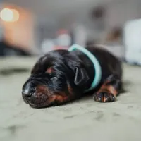Obsidian Wildfire’s Brimstone, a male Doberman Pinscher for sale in Indianapolis, IN – 2 of 8