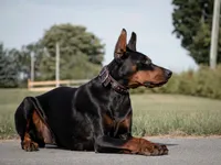 Obsidian Wildfire’s Vader, a male Doberman Pinscher for sale in Indianapolis, IN – 4 of 8