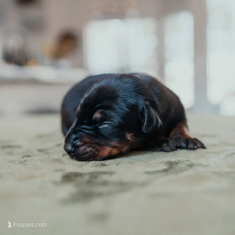 Obsidian Wildfire’s Eclipse – Doberman Pinscher puppy for sale in Indianapolis, IN