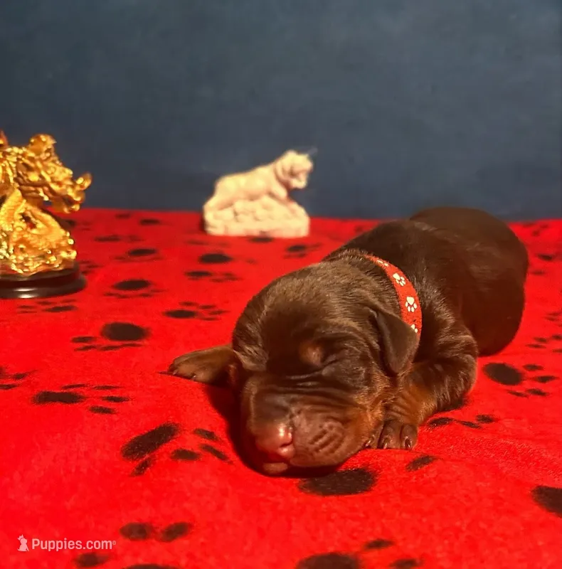 Obsidian Wildfire’s Tisiphone – Doberman Pinscher puppy for sale in Indianapolis, IN