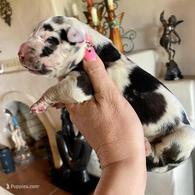 Obsidian Wildfire’s Ember – Great Dane puppy for sale in Orlando, FL
