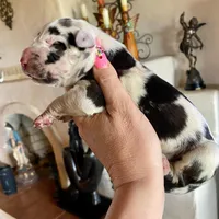 Obsidian Wildfire’s Ember, a female Great Dane for sale in Orlando, FL – 1 of 6