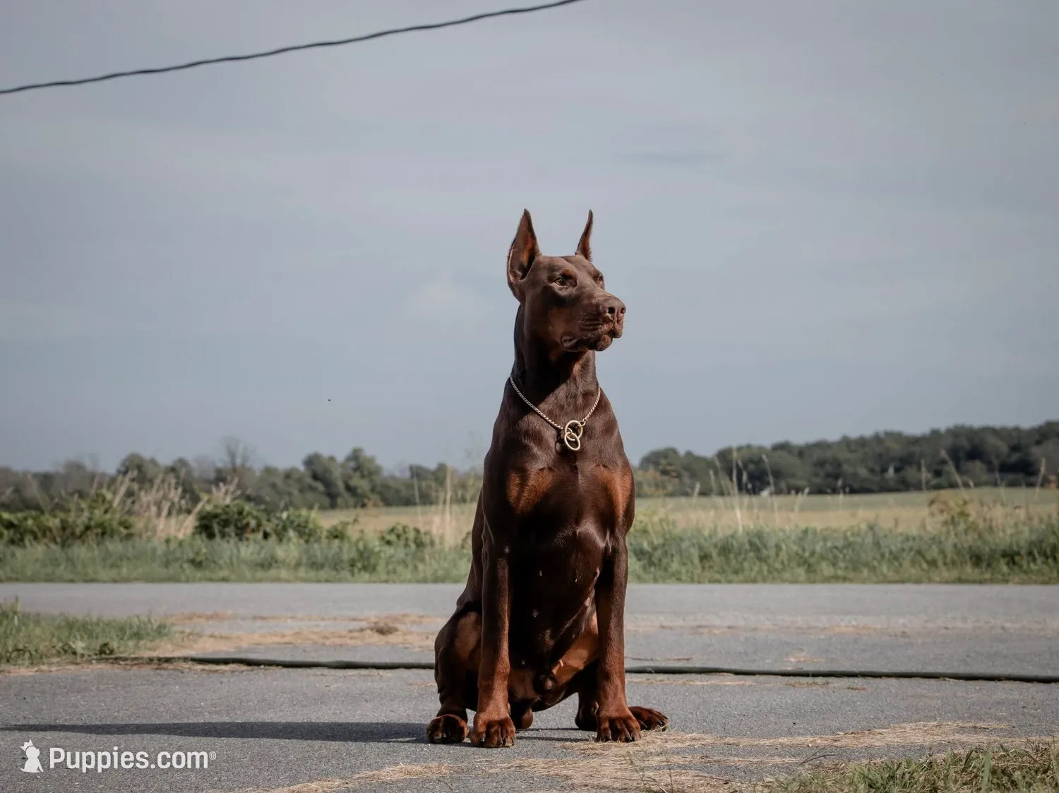 Obsidian Wildfire’s Eclipse, a female Doberman Pinscher for sale in Indianapolis, IN – 7 of 9