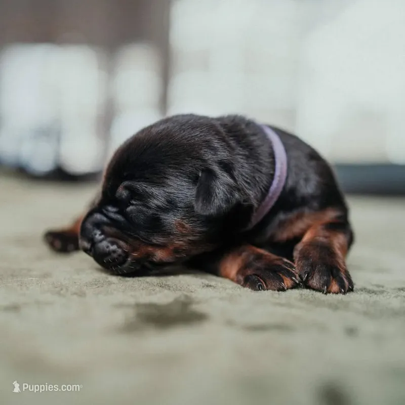 Obsidian Wildfire’s Ember – Doberman Pinscher puppy for sale in Indianapolis, IN