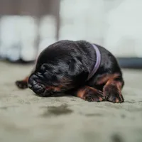 Obsidian Wildfire’s Ember, a female Doberman Pinscher for sale in Indianapolis, IN – 1 of 9