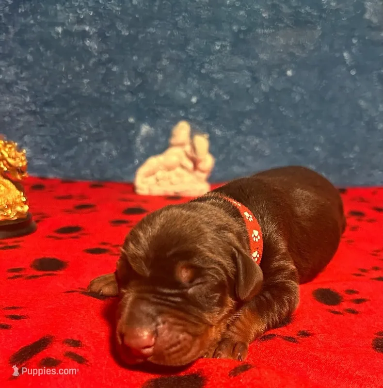 Obsidian Wildfire’s Tisiphone – Doberman Pinscher puppy for sale in Houston, TX