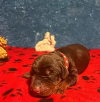 Obsidian Wildfire’s Tisiphone, a female Doberman Pinscher for sale in Indianapolis, IN – 4 of 10