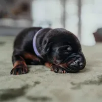 Obsidian Wildfire’s Ember, a female Doberman Pinscher for sale in Indianapolis, IN – 4 of 9