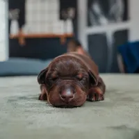 Obsidian Wildfire’s Vulcan, a male Doberman Pinscher for sale in Indianapolis, IN – 2 of 9