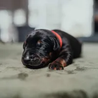 Obsidian Wildfire’s Vader, a male Doberman Pinscher for sale in Indianapolis, IN – 1 of 8
