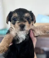 Daisy , a female Yorkshire Terrier for sale in Maricopa, AZ – 2 of 7