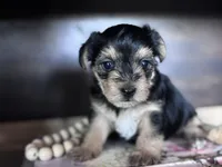 Daisy , a female Yorkshire Terrier for sale in Maricopa, AZ – 4 of 7