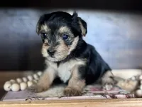 Daisy , a female Yorkshire Terrier for sale in Maricopa, AZ – 5 of 7