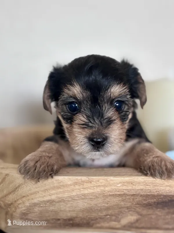 Daisy  – Yorkshire Terrier puppy for sale in Maricopa, AZ