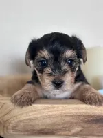 Daisy , a female Yorkshire Terrier for sale in Maricopa, AZ – 1 of 7