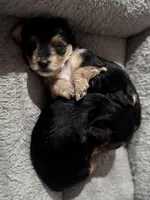 Daisy , a female Yorkshire Terrier for sale in Maricopa, AZ – 6 of 7