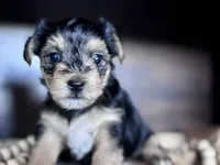 Daisy , a female Yorkshire Terrier for sale in Maricopa, AZ – 3 of 7
