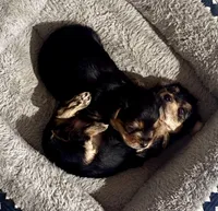 Jack, a female Yorkshire Terrier for sale in Maricopa, AZ – 5 of 6