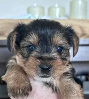 Jack, a female Yorkshire Terrier for sale in Maricopa, AZ – 1 of 6