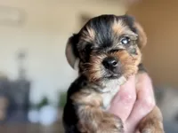 Jack, a female Yorkshire Terrier for sale in Maricopa, AZ – 3 of 6