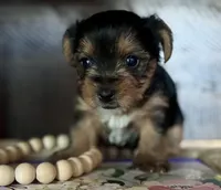 Jack, a female Yorkshire Terrier for sale in Maricopa, AZ – 2 of 6