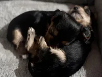 Jack, a female Yorkshire Terrier for sale in Maricopa, AZ – 6 of 6