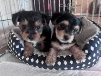 Jack, a female Yorkshire Terrier for sale in Maricopa, AZ – 4 of 6
