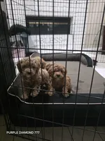 Brownie, a male Poodle - Toy  and Poodle - Miniature  for sale in Fontana, CA – Photo 1 of 2