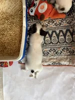 Full AKC Howdy, a male Chihuahua for sale in Chappell Hill, TX – 3 of 5