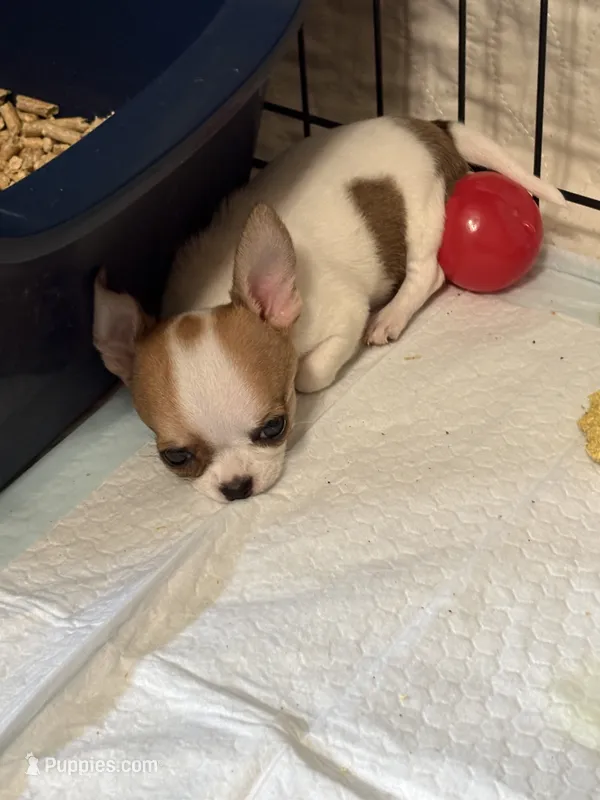 Full AKC Bingo – Chihuahua puppy for sale in Chappell Hill, TX