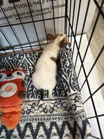 Full AKC Buttercup, a female Chihuahua for sale in Chappell Hill, TX – 2 of 5