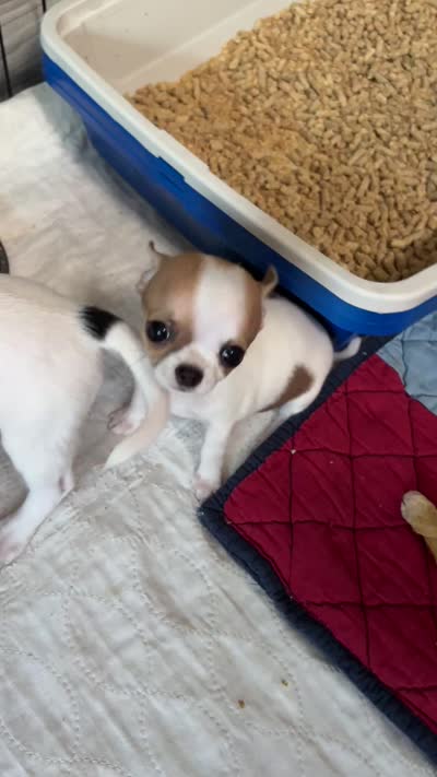 Full AKC Bingo, a male Chihuahua for sale in Chappell Hill, TX – 9 of 10