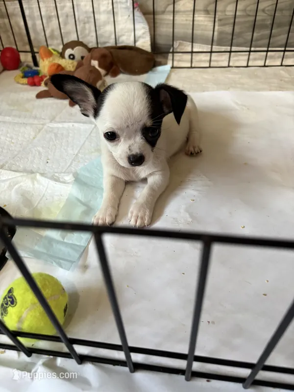 Full AKC Howdy – Chihuahua puppy for sale in Chappell Hill, TX