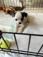 Full AKC Howdy, a male Chihuahua for sale in Chappell Hill, TX – 1 of 5