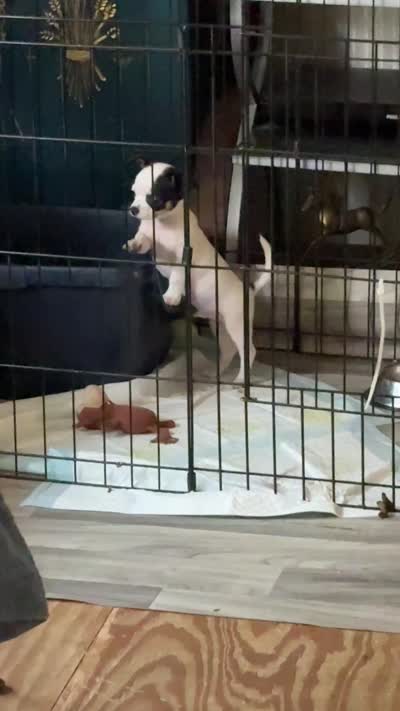 Full AKC Howdy, a male Chihuahua for sale in Chappell Hill, TX – 8 of 8