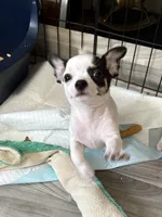 Full AKC Howdy, a male Chihuahua for sale in Chappell Hill, TX – 4 of 8