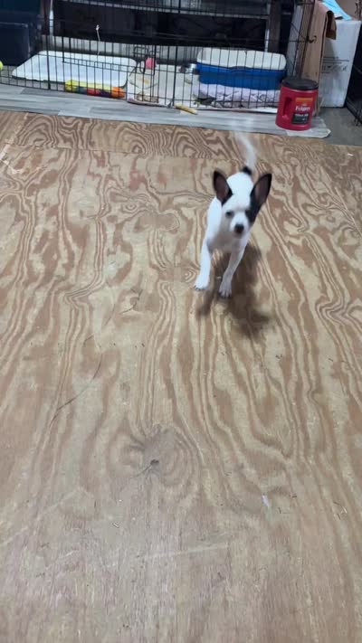 Full AKC Howdy, a male Chihuahua for sale in Chappell Hill, TX – 7 of 7