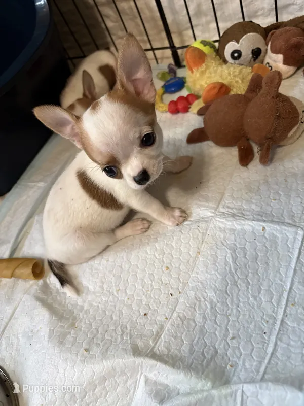 Full AKC Buttercup – Chihuahua puppy for sale in Chappell Hill, TX