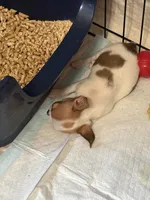 Full AKC Bingo, a male Chihuahua for sale in Chappell Hill, TX – 3 of 5