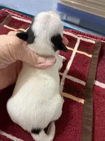 Howdy, a male Chihuahua for sale in Chappell Hill, TX – Photo 2 of 2