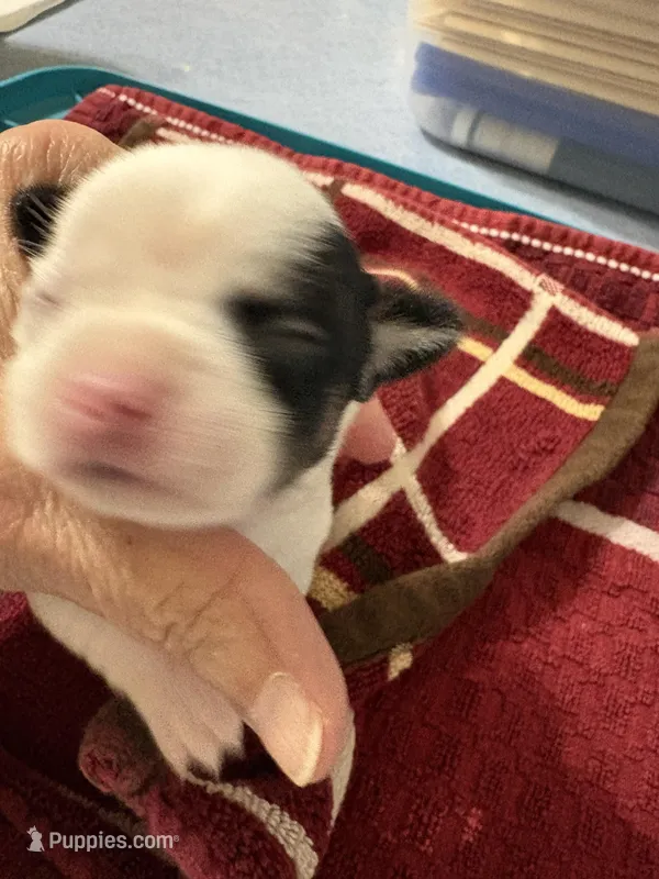 Howdy – Chihuahua puppy for sale in Chappell Hill, TX