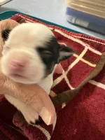 Howdy, a male Chihuahua for sale in Chappell Hill, TX – Photo 1 of 2