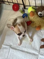 Full AKC Bingo, a male Chihuahua for sale in Chappell Hill, TX – 2 of 5