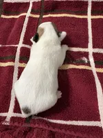 Cowboy , a male Chihuahua for sale in Chappell Hill, TX – Photo 2 of 3