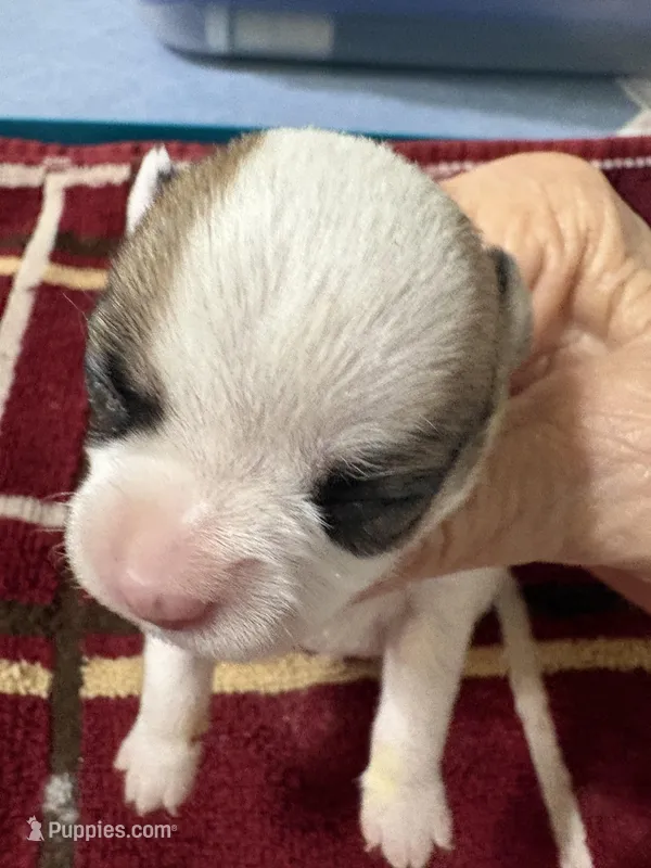 Cowboy  – Chihuahua puppy for sale in Chappell Hill, TX